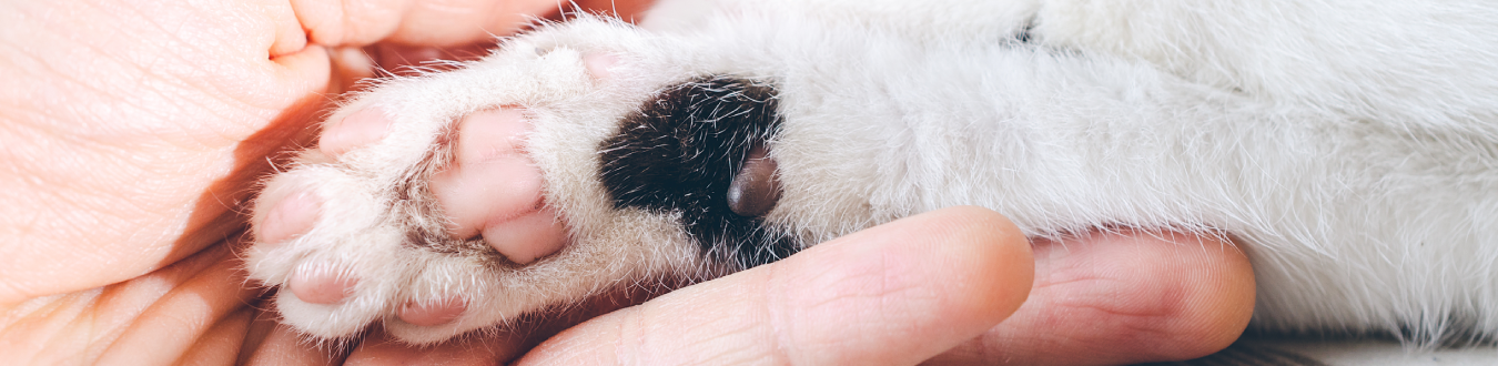 Banner Página Convênio - Pet